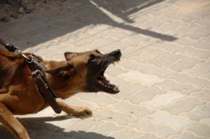 David Benowitz Comments On Potential Prosecution of D.C. Man Who Helped Save Little Boy Being Mauled By Dogs